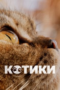  Котики  смотреть онлайн